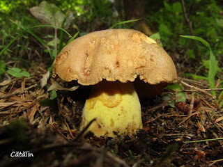 Butyriboletus appendiculatus IMG14046