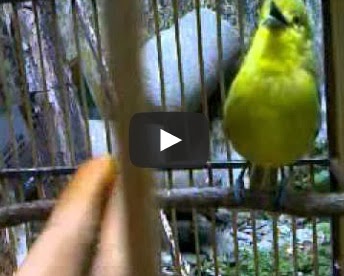 Burung Kicauan: [VIDEO+YOUTUBE] CIPOH / SIRPU / SITO 