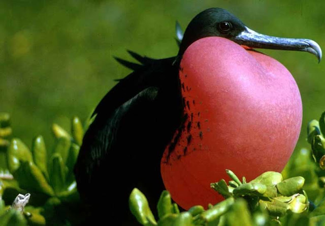 frigatebird