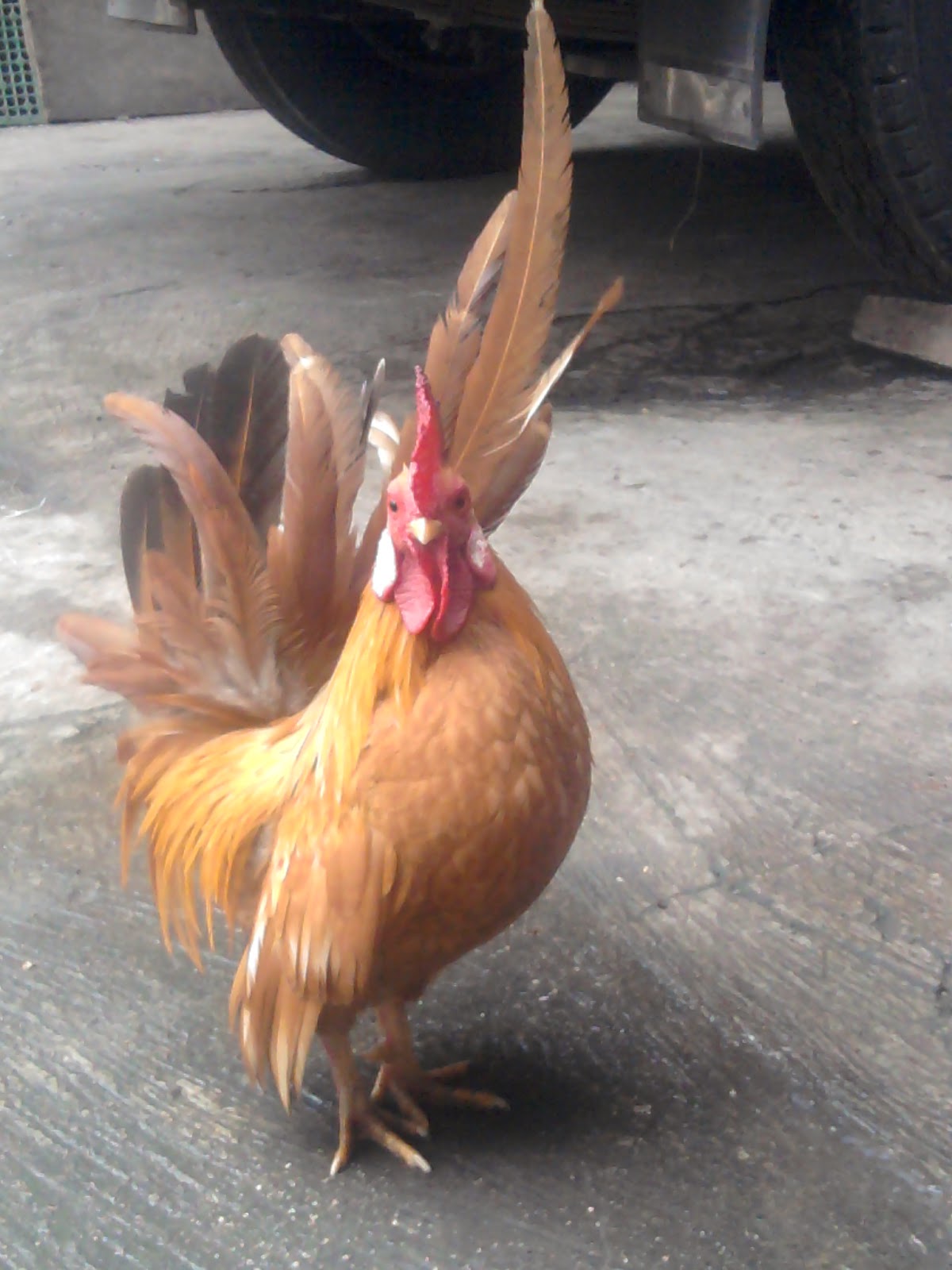 Warna Kandang  Ayam  Yang Bagus Tentang Kolam Kandang  Ternak