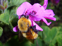 Abejorro Silvestre insecto polinizador de flores - EL ABEJORRO - Abejorro hembra polinizador - "pariente de las Abejas" - Abejorro - Género Bombus - Abejorro Características Generales - Diferencias entre los Abejorros y las Abejas - Los Abejorros se diferencian principalmente de las Abejas por su tamaño, - Abejorros "Parientes de las Abejas". - Los Abejorros existen en grandes cantidades principalmente en el hemisferio norte, Abejorro Género Bombus - (Abejorro: Definición), Abejorro Características Generales - (Abejorro: Definición), Diferencias entre los Abejorros y las Abejas - (Abejorro: Definición), - http://althox.blogspot.com/2010/12/abejorro.html