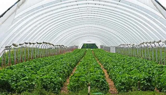 Green house farm