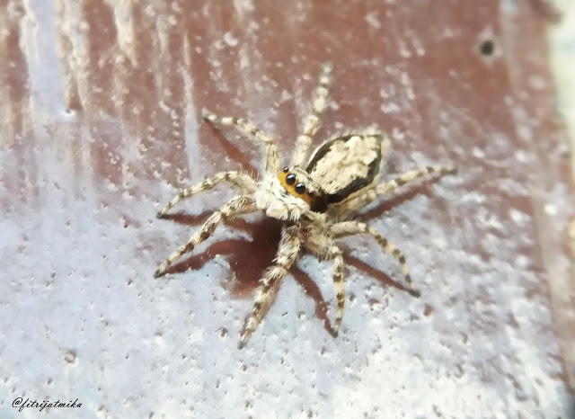 Menemerus bivittatus (Gray Wall Jumper)