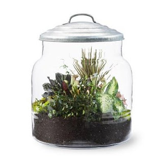 Moss Terrarium