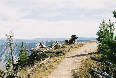 Bighorn Sheep on a Ridge in Yellowstone National Park