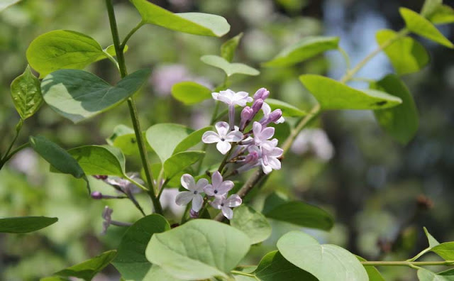 Lilac Flowers Pictures