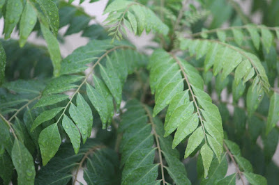 Curry Tree Plant
