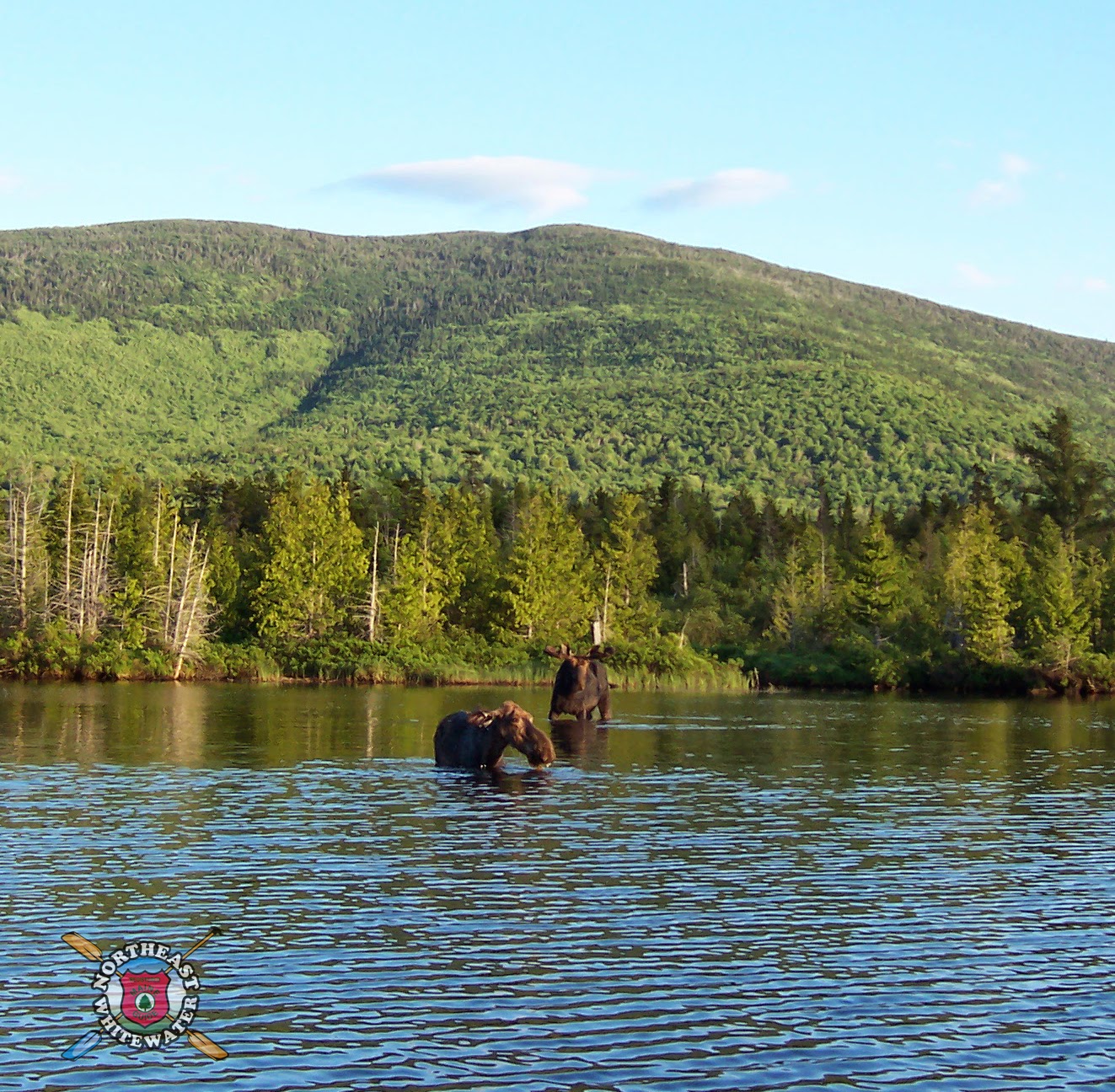 moose safari trip