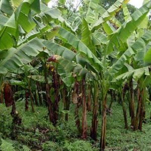 tumbuhan2sehat Pisang Abaka  Sumber Serat  Alam