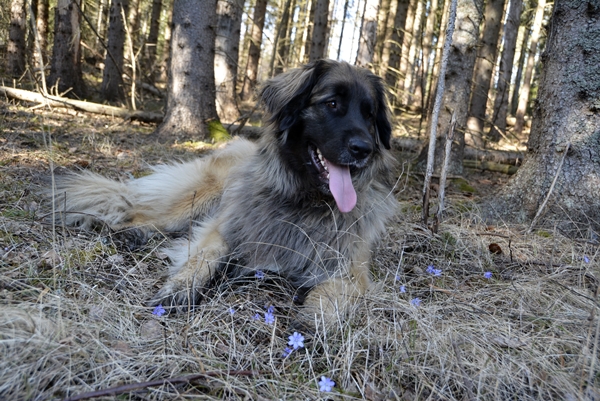 leonberger blåveis