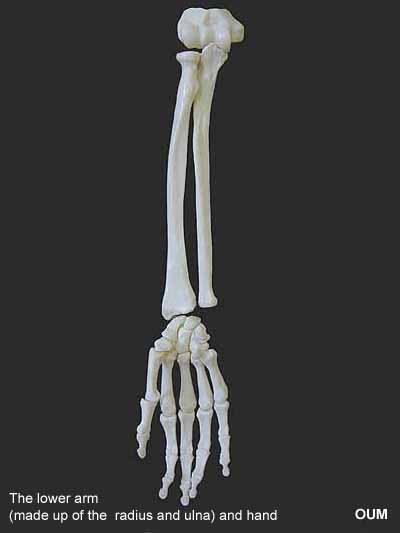 Major Bones Of The Human Skeleton | The Skeletal System