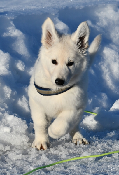 hvit gjeterhund