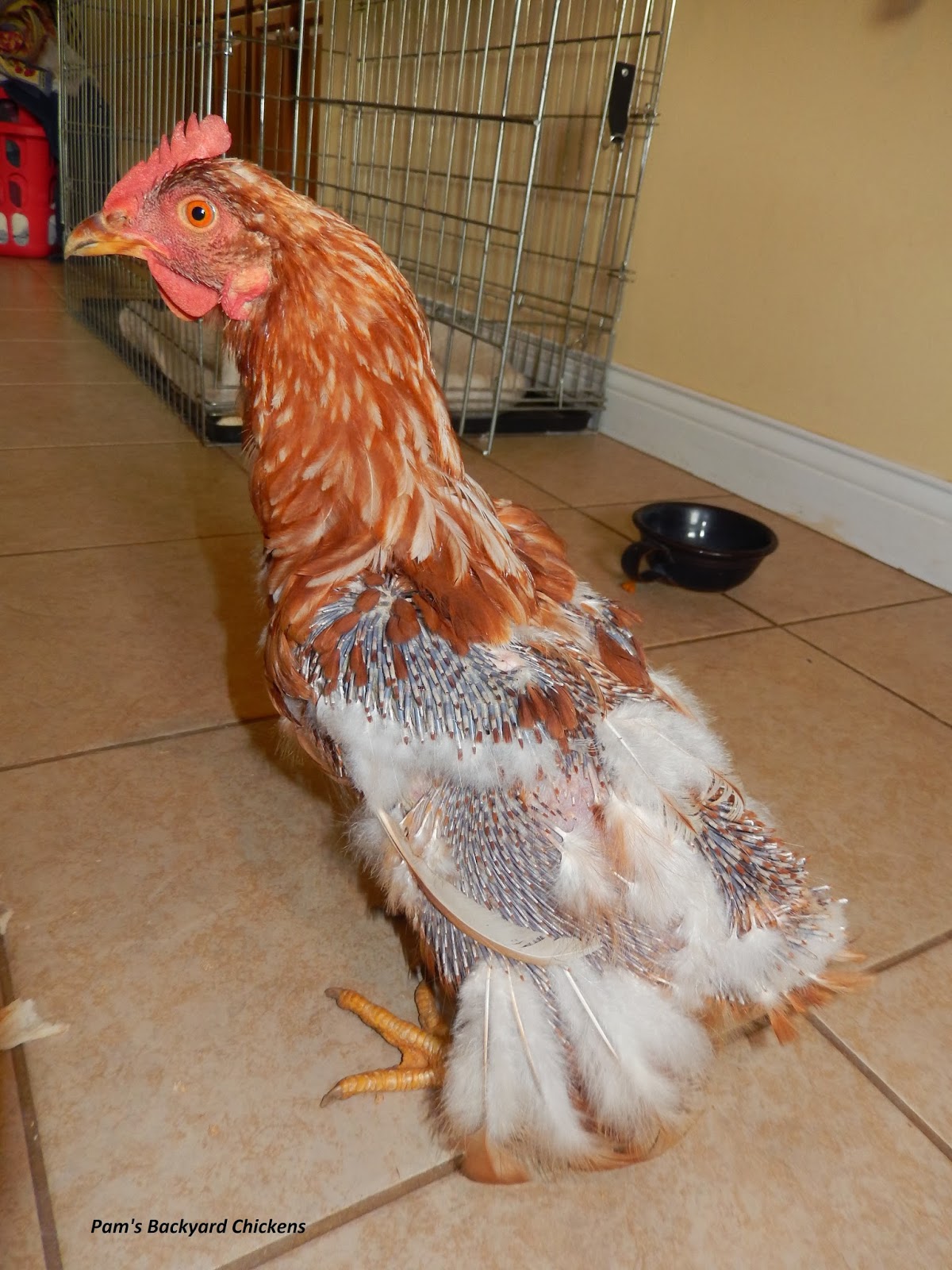 Pams Backyard Chickens New Feather Fixer Feed Helps Chicken Molt