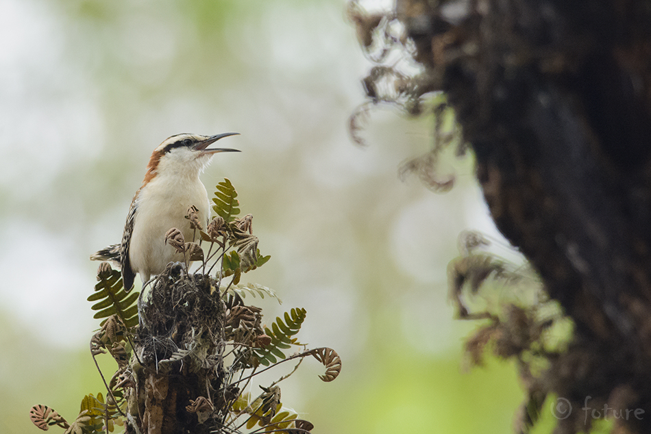 Akaatsiakäblik, Campylorhynchus capistratus, Rufous-backed Wren, Cactus, käblik, rufinucha, naped