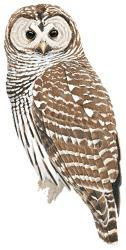 Barred Owl