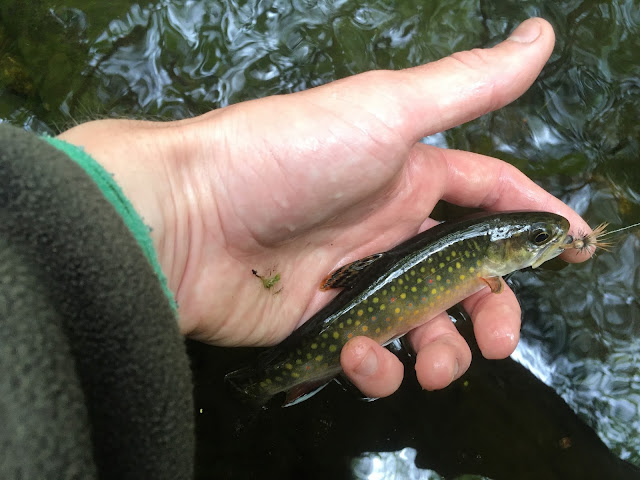 Central massachusetts wild brook trout 