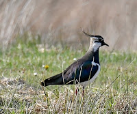 Northern lapwing, Scotland, by Roberta Palmer, May 2019