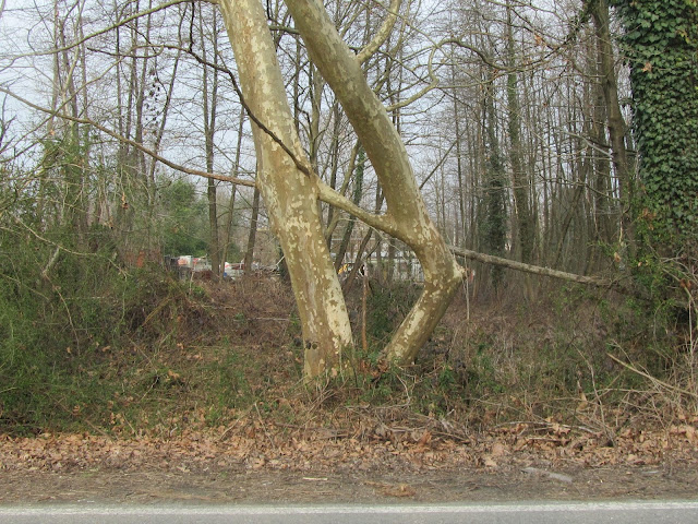 Due platani innestati tra loro