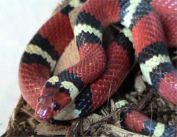 Lampropeltis triangulum elapsoides 19.+Scarlet+Kingsnake Amazing Colorful Snakes   Most Beautiful Venomous Snakes of the World