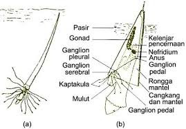 Struktur tubuh Schapopoda