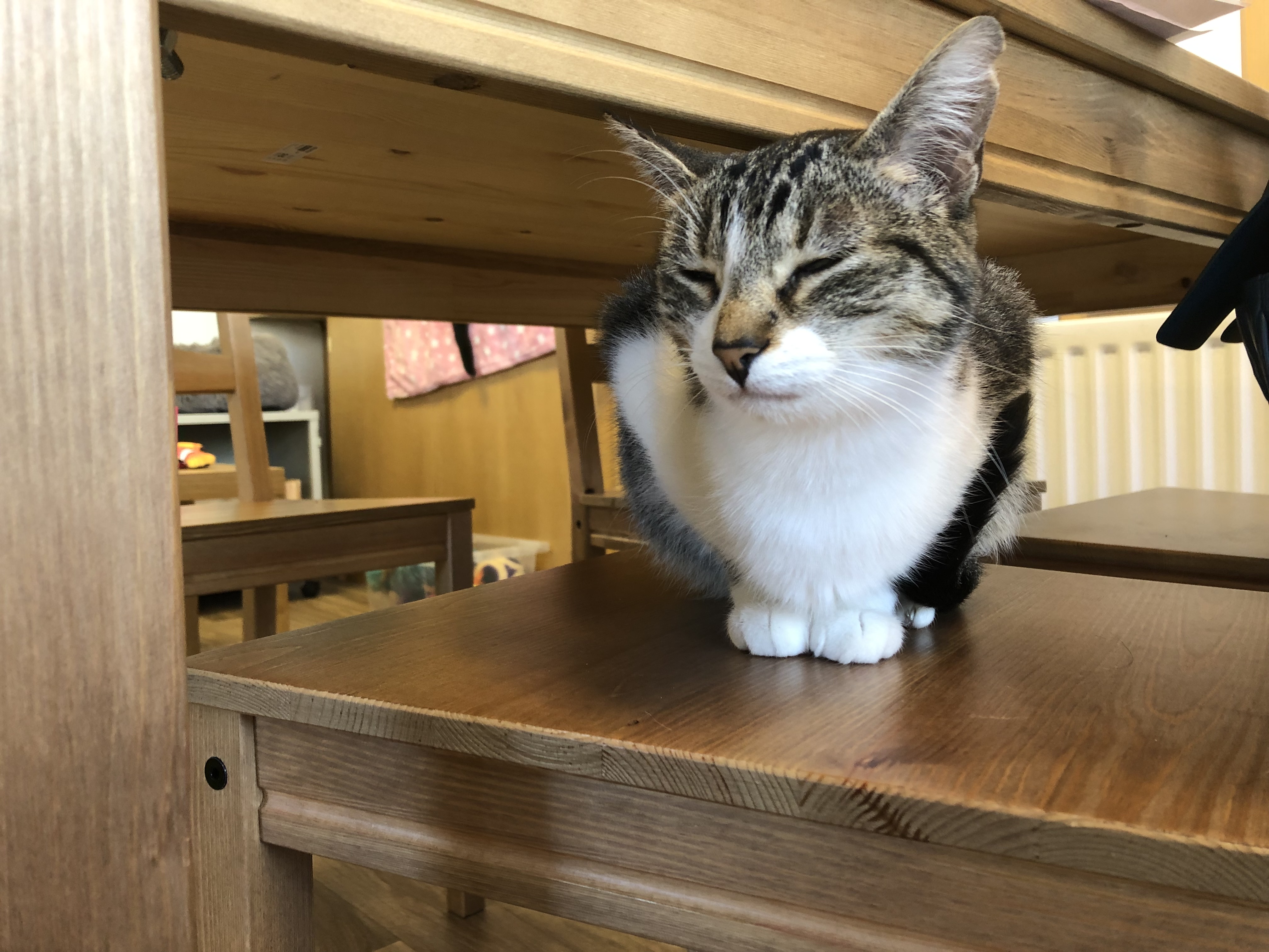 Bad Cat Cafe | Wallsend | Review