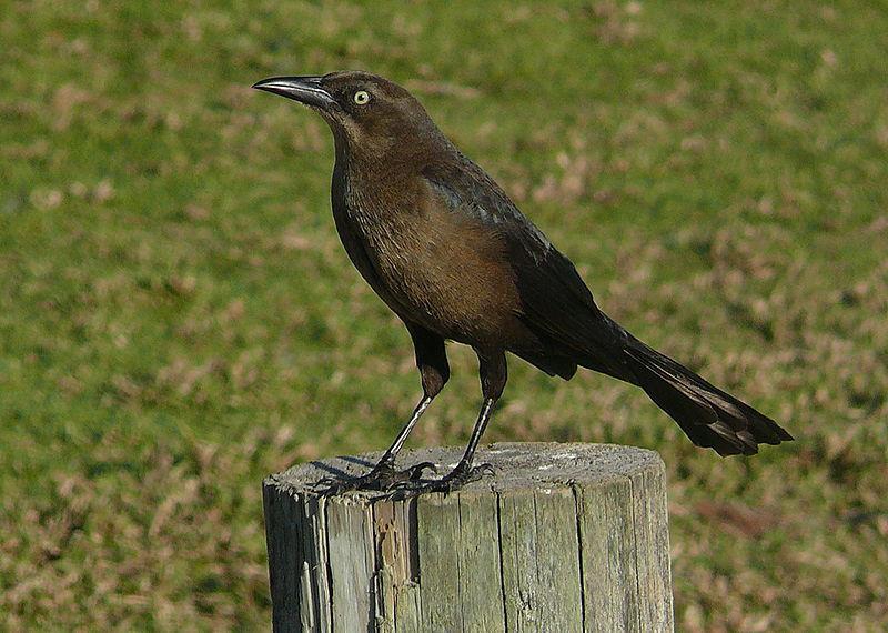 female common grackle. The girl grackles are just