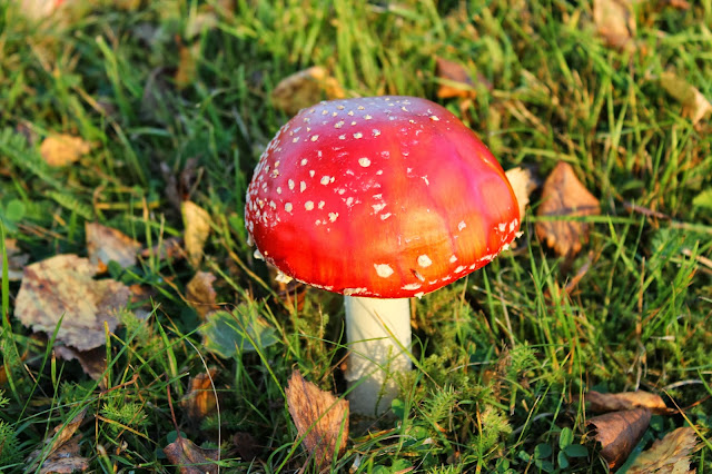 red mushroom