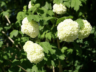 Viburnum opulus 'Roseum'