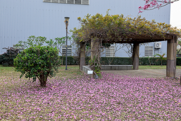 台中太平大源公園櫻花和風鈴木齊開，豐年社區公園別有洞天裝置藝術