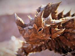 About Thorny Devil, Desert Monsters with Sharp Scales