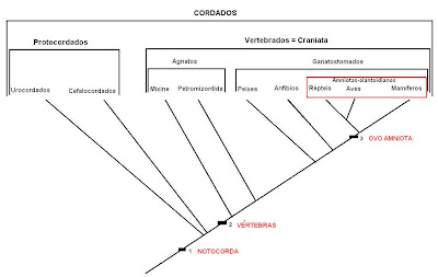 Resultado de imagem para cordados cladograma