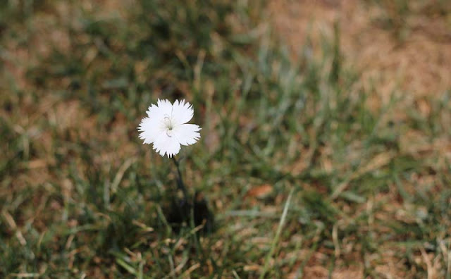 Dianthus Plumarius Flowers Pictures