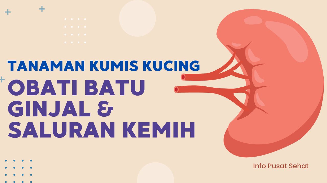 Obati Penyakit Ginjal & Saluran Kemih Dengan Kumis Kucing