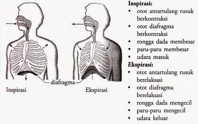 Mekanisme dan Proses Pernapasan Pada Manusia | Berpendidikan