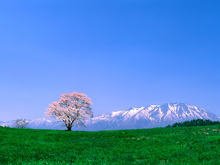 Winter+Mountain+Behind+Flower