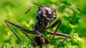 Earth's 20 Quadrillion Ants Outweigh All Wild Birds and Mammals, Combined, posted on Tuesday, 27 September 2022