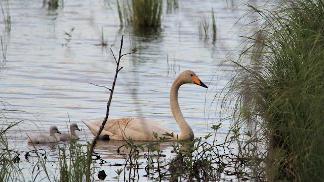 Lens and Cover | Swan with the Babies 2017