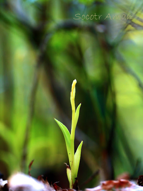 Cymbidium nipponicum