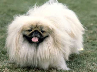 pekingese dog breeds cute pets hound info puppy animal picture