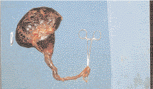 Teknik Operasi Nephrotomy & Nephrectomy pada Hewan (Bedah Urinaria)