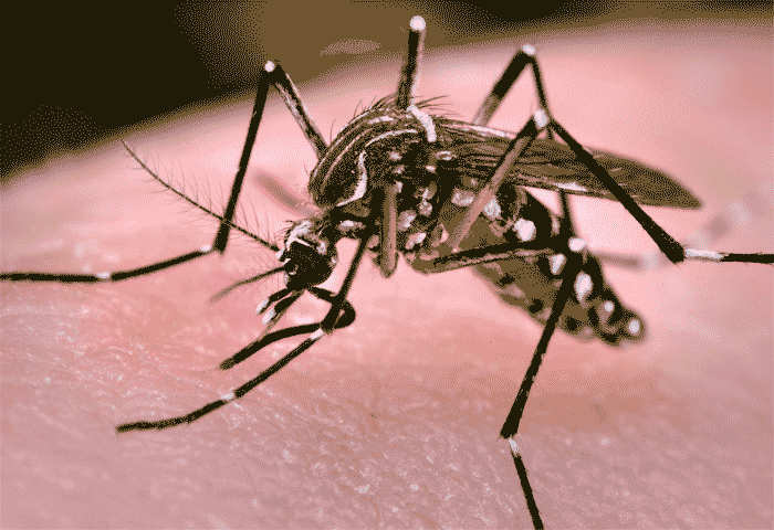 Zika: Seven more test positive, preventive steps intensified, Kannur, News, Zika Virus, Health, Health Minister, Veena George, Pregnant Women, Treatment, Court,  Kerala News.