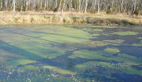 frozen pond