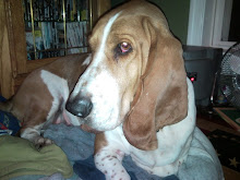 Big Headed Basset