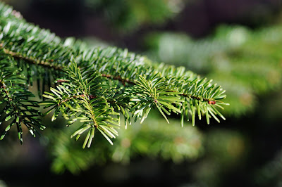 echter weihnachtsbaum