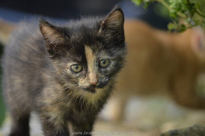 imágenes de gatitos bebes recien nacidos