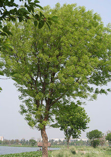 Pohon Mahoni anti polusi udara