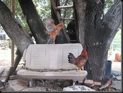 gallitos en el arbol 2