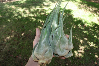 tillandsia selleriana