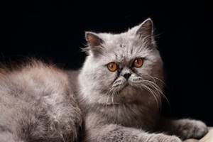Kenapa Kucing Persia Suka Tidur Di Lantai ?