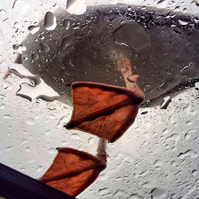 Funny animals of the week - 21 February 2014 (40 pics), a seagull stands on car sunroof